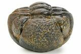 Large, Enrolled Pedinopariops Trilobite - About Long #363266-1